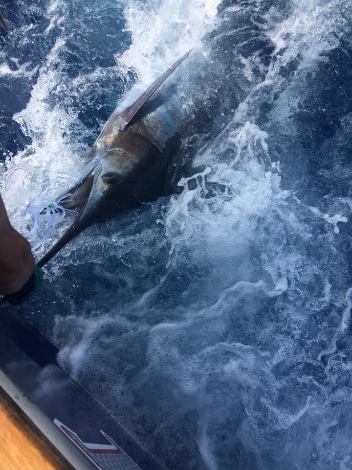 marlin fishing pirates cove