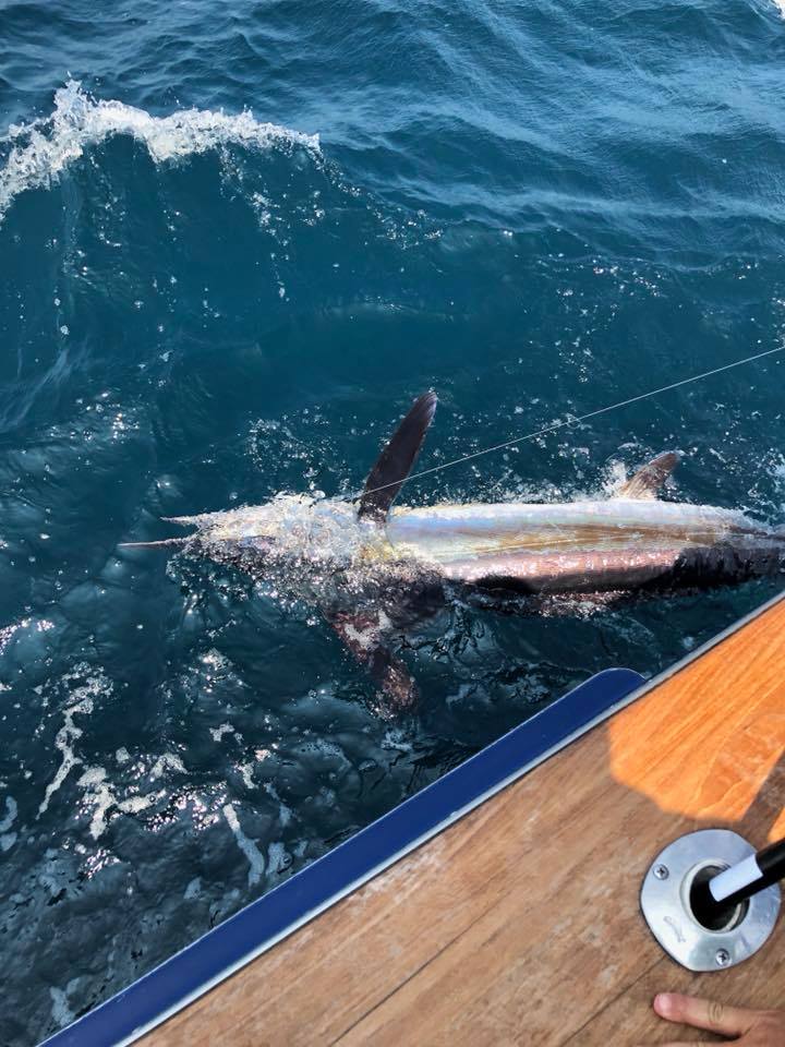 Marlin Fishing From VA Beach