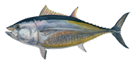 Bluefin-Tuna_copy.png