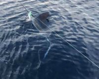 tuna 6 20200702